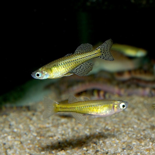 バタフライ レインボー Lサイズ １匹 熱帯魚 熱帯魚 エビ ラスボラ 他小型魚 熱帯魚 海水魚 通販ショップ アクアライズ