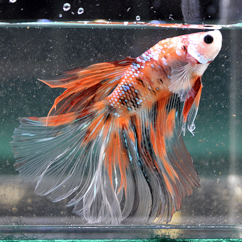 ショーベタ・マルチカラー No2 【個体指定】 (熱帯魚) | 熱帯魚・エビ