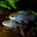 HB�ʥϡ��եХ롼��˥��Х�ȥ�ࡡS��SM��������1ɤ��(Ǯ�ӵ�)