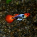 Koi���åԡ��ʳ��񻺥��åԡ���M��������1Pr��(Ǯ�ӵ�)