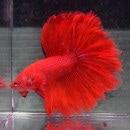 ڤޤۥ硼٥åɥ顼HM(Ǯӵ)