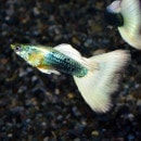 �ɥ��ĥ����������åԡ��ʳ��񻺥��åԡ���M��������3Pr��(Ǯ�ӵ�)