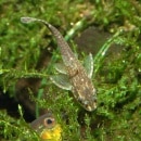 ���ȥ��󡦥ͥ�����1ɤ�ʹ���֥꡼�ɡˡ�(Ǯ�ӵ�)