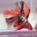 ڤޤۥ硼٥ޥ顼HMS졼ɡ(Ǯӵ)