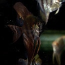 �֥�å����󥼥롡S��SM��������3ɤ��(Ǯ�ӵ�)