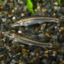 ���른��������  1ɤ��(Ǯ�ӵ�)