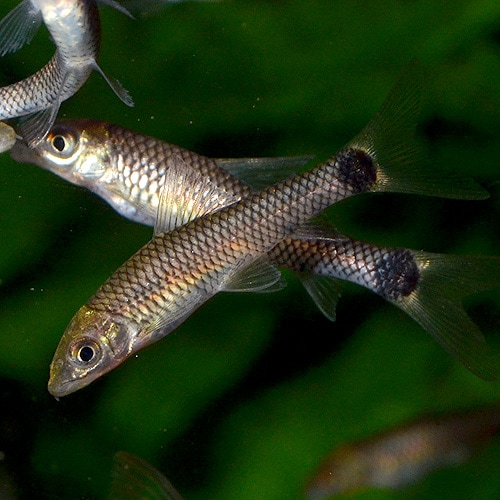 シルバー・フライングフォックス 合計5匹（4匹＋1匹サービス） (熱帯魚