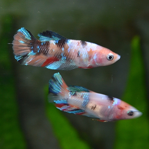 Amazon.co.jp: (熱帯魚)コウタイ 七星魚（約10cm）＜1匹