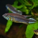 Ap���������������ƥե�����Wild�ɡ�1pr��ML�����������Ρ�(Ǯ�ӵ���