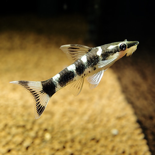 ゼブラオトシン “リアル” Lサイズ (熱帯魚) | 熱帯魚・エビ,ラスボラ