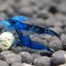 �֥롼�٥�٥åȡ����1ɤ��(Ǯ�ӵ�)