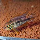 Ap���������������ƥե�����Wild�ɡ�1pr��250515(Ǯ�ӵ���