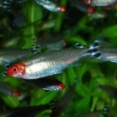 ߡΡƥȥ MML8ɤ2ɤץ쥼ȡۡף0ɤ(Ǯӵ)