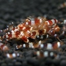 ���ӡ�������ס��Ρ��ޥ륰�졼�ɡ������ 2ɤ��1ɤ+1ɤ�����ӥ���(Ǯ�ӵ�)