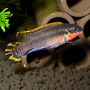 �ڥ�����������ߥ��������˥��������ɥʥ������ꥢ��åɡɡ���1ɤ�ʹ���֥꡼�ɡˡ�(Ǯ�ӵ�)