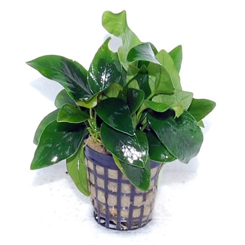 アヌビアスナナ アヌビアス ナナ 1POT(水草) | 水草,アヌビアス・シダ類