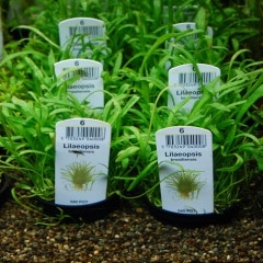 㤤åȡȥԥҡ֥饸ꥢ󥳥֥饰饹POT()