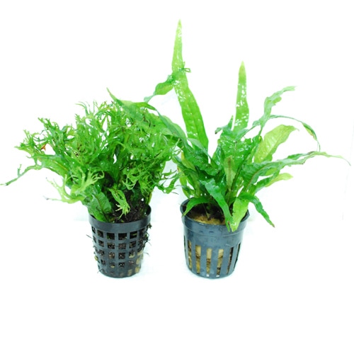 �͵��ξ��׼糧�åȡ��ߥ������ꥦ��ץƥ��ץ� 1POT���ߥ������ꥦ�०����ǥ����� 1POT���ʿ����(����)