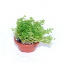 񻺥ѡ륰饹ǾƤȭʿ