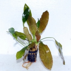 �š��������å�  ���Уϣ�(����)