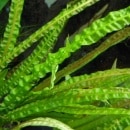 ����ץȥ���͡��Х�󥵥�  ���Уϣ�(����)