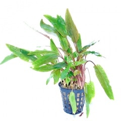 ����ץȥ���͡��ڥå���  ���Уϣ�(����)