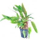 ����ץȥ���͡��ڥå���  ���Уϣ�(����)