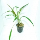 ����ץȥ���͡�����ӥ�  ���Уϣ�(����)