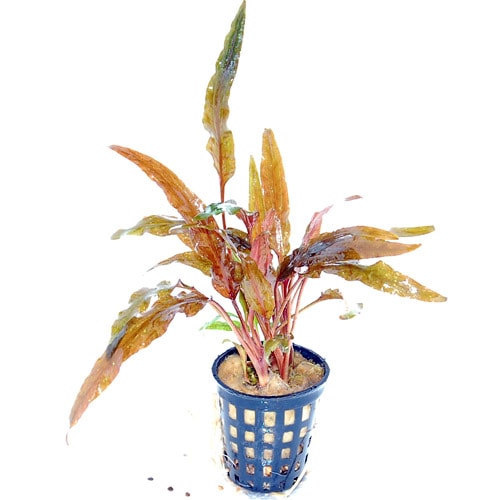 水草　クリプトコリネ　4種 クリプトコリネ|水草図鑑・人気水草の特徴や育成のコツ｜東京