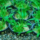 ����ץȥ���͡��ѥ��  ���Уϣ�(����)