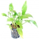 ����ץȥ���͡��ݥ�ƥǥ�ե��ꥢ  ���Уϣ�(����)