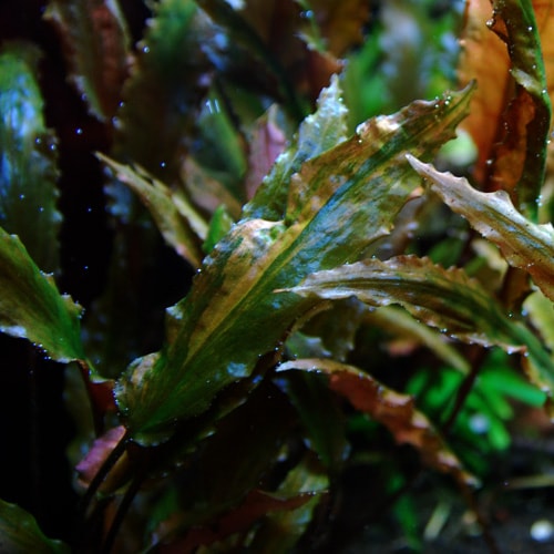 ץȥ ƥ ȥե󥻥åȡ()