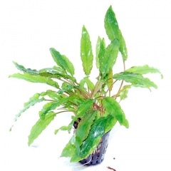 水草　クリプトコリネ　4種 クリプトコリネを育てよう｜種類や光量、肥料や水槽での増やし方