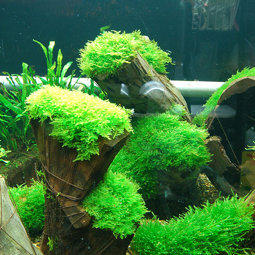 苔むす森】3種水草流木巻 南米ウィローモス オーストラリアン 苔むす森】3種水草流木巻 南米ウィローモス オーストラリアン