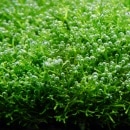 �ꥷ��  ���ѥå�(����)