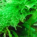 ���ƥ��������⥹  ���ѥå�(����)