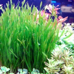 ������塼���Хꥹ�ͥꥢ  ������(����)