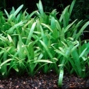 �ԥ��ߡ��������󡡥������ꥢ  ������(����)