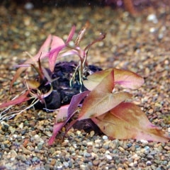 �����˥�ե�  ����(����)