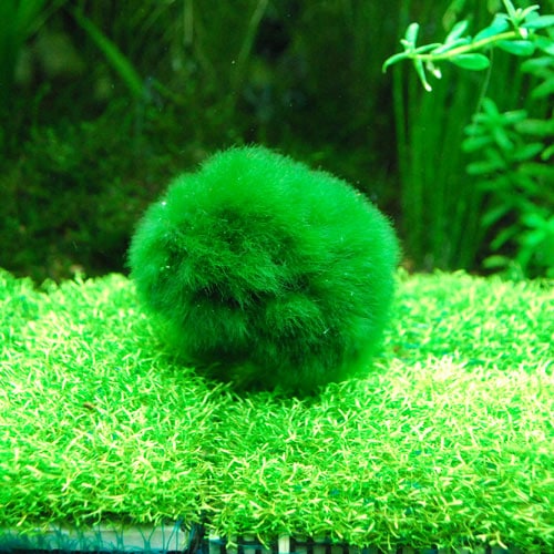 マリモ L 1個(水草) | 水草,その他一般種 | | 熱帯魚・海水魚 通販