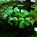 �ۥƥ�������1�ġʿ����