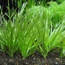 �֥ꥯ�������硼�ȥ꡼�ա�5��(����)