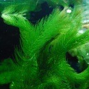 �ޥĥ⡡������(����)