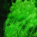 �ޥ䥫  ������(����)