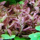 �ϥ������ե��顡�������ͥ�ӥ�  ������(����)