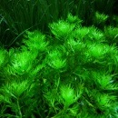 �ۥȥ˥�  ������(����)