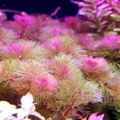 ��åɥ��ܥ��  ������(����)