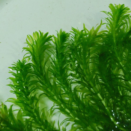 アナカリス 10本(水草) | 水草,有茎草 | | 熱帯魚・海水魚 通販