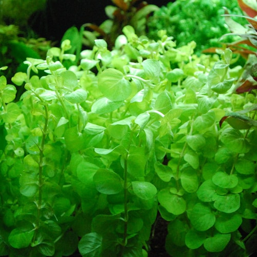 イエローリシマキア １０本 水草 水草 有茎草 熱帯魚 海水魚 通販ショップ アクアライズ