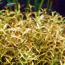 �ˡ��ɥ�꡼�� ��ɥ�������  ������(����)